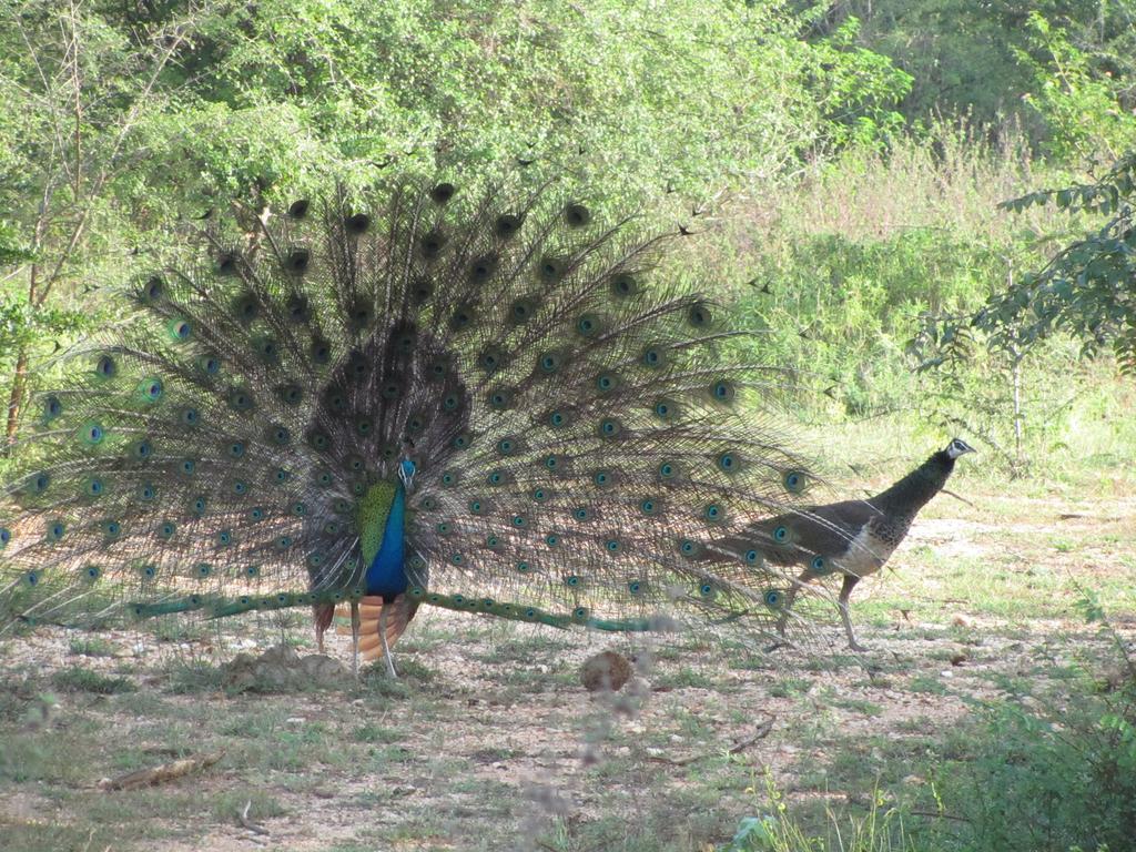 Готель Peacock Land Тангалле Екстер'єр фото